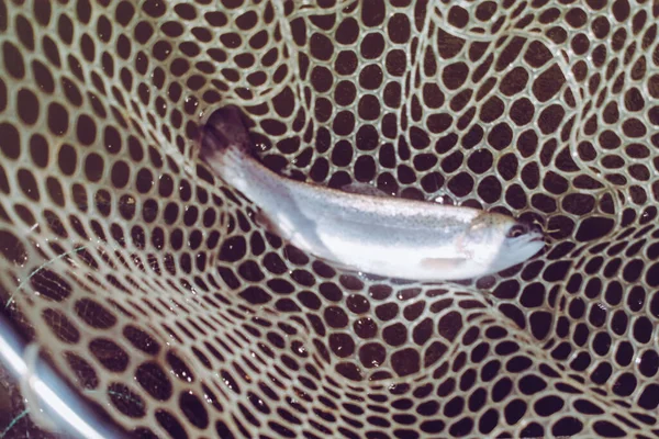 Pêche Truite Dans Lac Pêche Loisirs — Photo