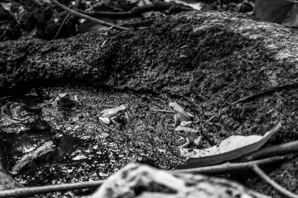 Schöne Unterwasserwelt Der Fische Algen Meer — Stockfoto