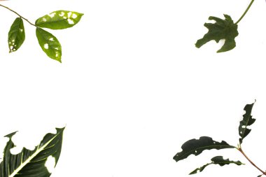 Zararlıları tarafından yemiş delik izole beyaz arka plan ile yaprak.