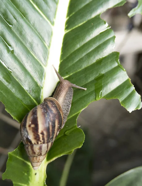 Close Up of Pest ou caracol em uma folha verde — Fotografia de Stock