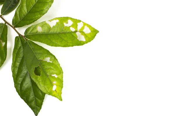 Zararlıları tarafından yemiş delik izole beyaz arka plan ile yaprak.