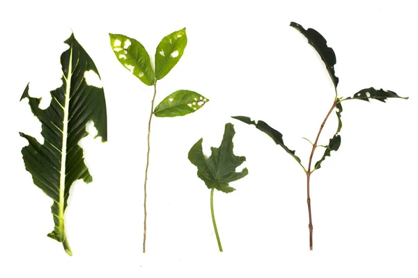 Zararlıları tarafından yemiş delik izole beyaz arka plan ile yaprak.