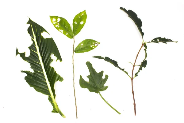 Leaf with holes isolated white background, eaten by pests. — Stock Photo, Image