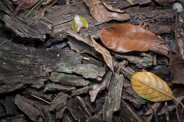 나무 질감, 배경 자연 원료의 말린된 껍질. — 스톡 사진