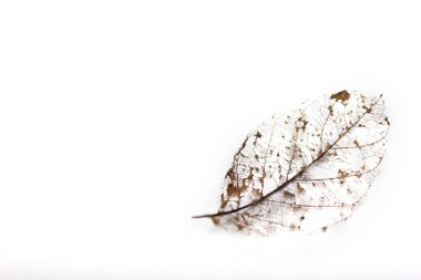 Kurutulmuş yaprak beyaz arka plan üzerinde izole iskelet.