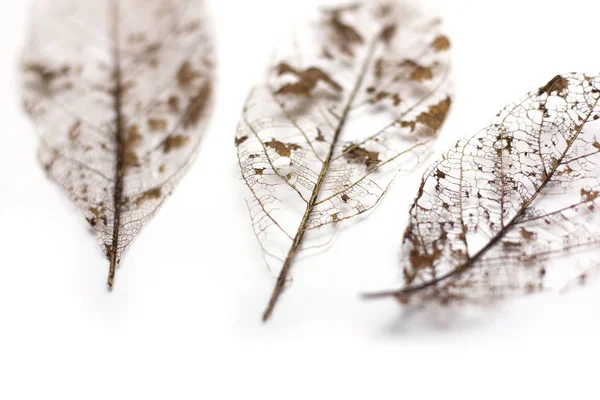 말린된 잎 해골 흰색 배경에 고립. — 스톡 사진
