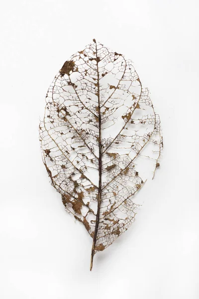 Сушений скелет листя ізольований на білому тлі . Ліцензійні Стокові Фото