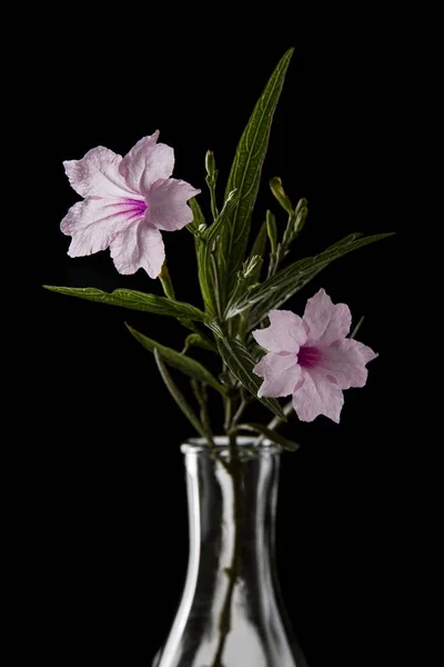 Pink flower isolated black — Stock Photo, Image