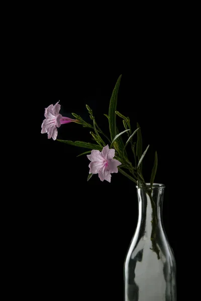 Roz flori izolate negru — Fotografie, imagine de stoc