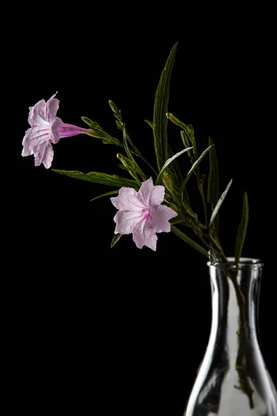 Pink flower isolated black — Stock Photo, Image