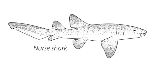 24 Nurse Shark Vector Images Free Royalty Free Nurse Shark Vectors Depositphotos