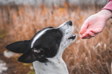 Emir verildikten sonra köpek lezzetli yemekler yiyor.