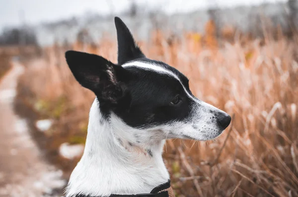 Szerény Basenji Kutya Háttérben Egy Gyönyörű Mező Portré Fotó — Stock Fotó