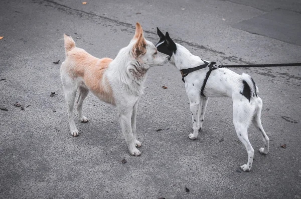 两只狗在路上相遇 一只想交配 — 图库照片