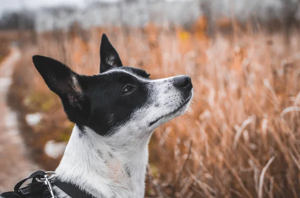 Modesto Perro Basenji Sobre Fondo Hermoso Campo Foto Retrato — Foto de Stock