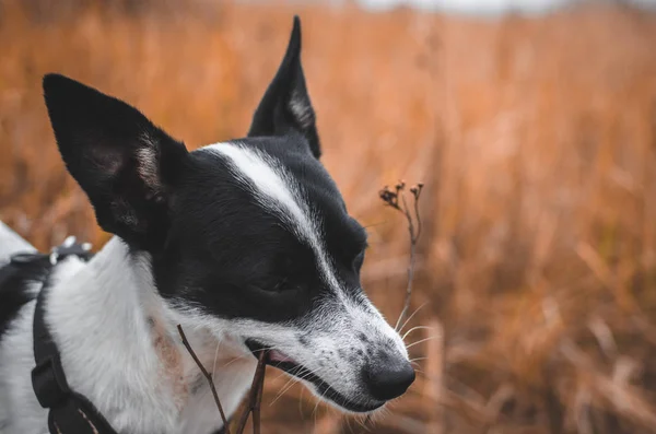 Basenji dog bites branches in a beautiful autumn field