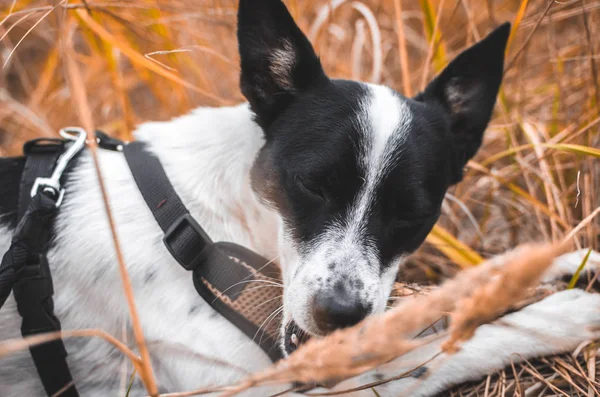 Basenji dog bites stick in a beautiful autumn field