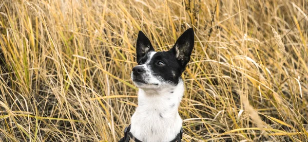 Basenji Dog Yellow Field Portrait Banner — Stock Photo, Image