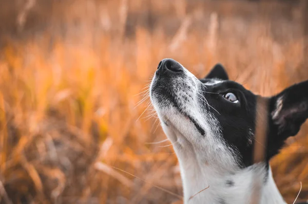 大気中の赤いフィールドでのベーゼン犬の終わりのショット — ストック写真
