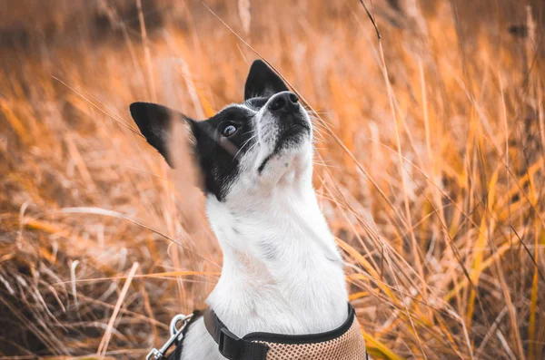 Атмосферное Фото Собаки Поле Портрет Басэндзи Среди Шипов — стоковое фото