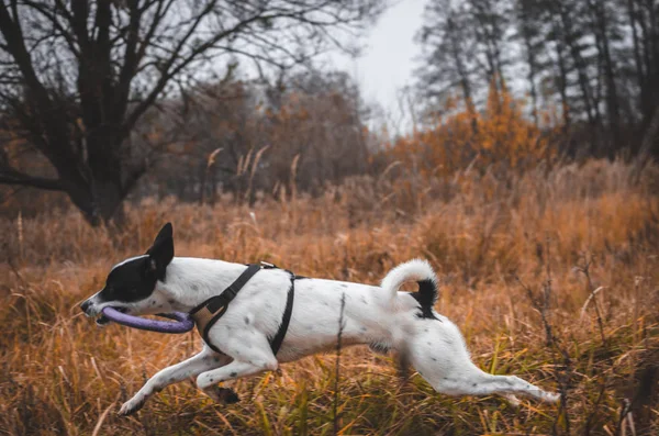 Собака Басендзи Бегает Атмосфере Поля Игрушечным Кольцом Зубах Фото Движения — стоковое фото