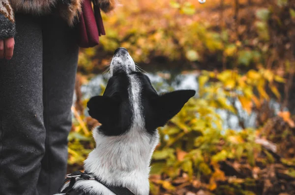 Собака Нетерпением Ждет Наград Фоне Осенних Листьев Basenji — стоковое фото