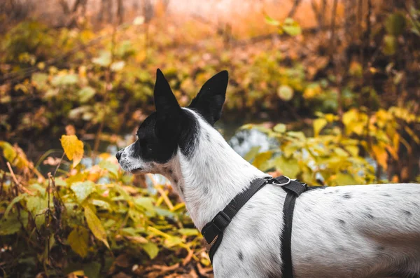 Путевая Собака Красивом Осеннем Лесу Фото Сзади Basenji — стоковое фото