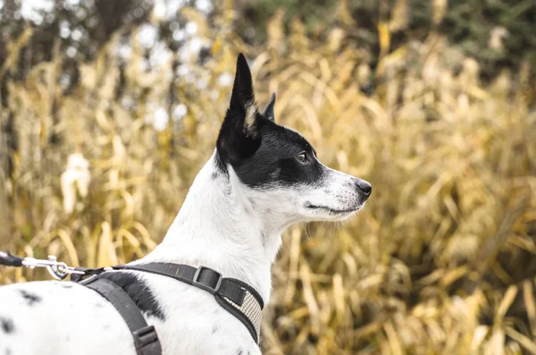 Basenji Dog Background Yellow Field Spikelets Profile — Stock Photo, Image