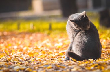 Gri kedi turuncu yapraklarla kaplı bir yolun ortasında yıkanır.