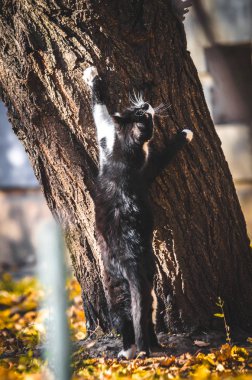 Beyaz çoraplı siyah beyaz kedi ağaçta büyür.