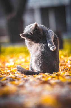 Gri kedi turuncu yapraklarla kaplı bir yolun ortasında yıkanır.