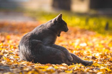 Gri kedi turuncu yapraklarla kaplı bir yolun ortasında esniyor.