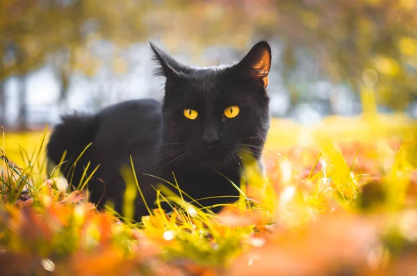 Surprised Black Cat Sitting Yellow Grass — Stock Photo, Image