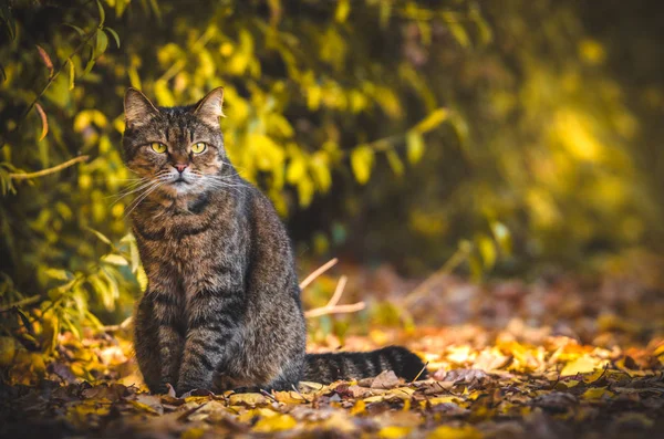 Кіт Таббі Фоні Зелені Сидить Краєм Рамки — стокове фото