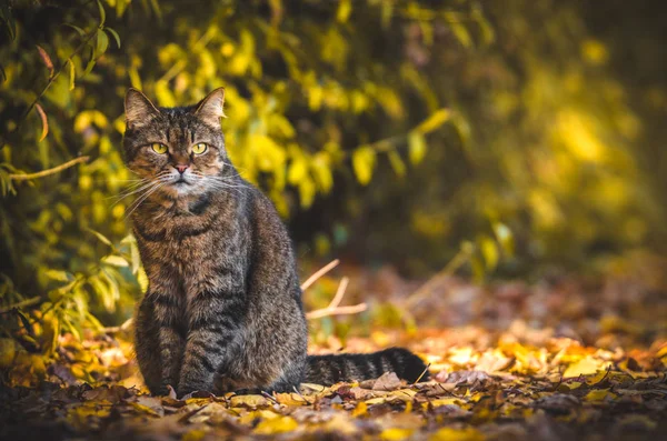 緑を背景にしたタビー猫がフレームの端に座っています — ストック写真