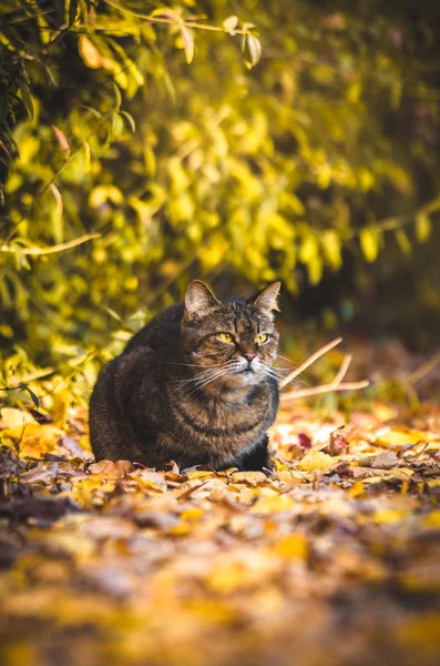 Tabby Kočka Pozadí Zeleně Sedí — Stock fotografie