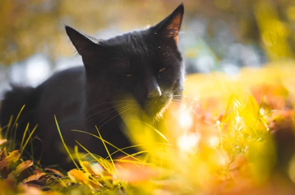 Haughty Czarny Kot Siedzi Żółty Trawa — Zdjęcie stockowe