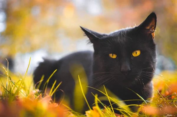 Portrait of surprised black cat is sitting in the yellow grass
