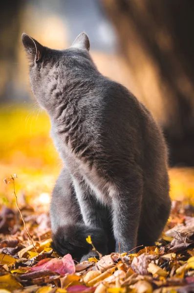 Sarı Sonbahar Arka Planında Gri Kedi Profili — Stok fotoğraf