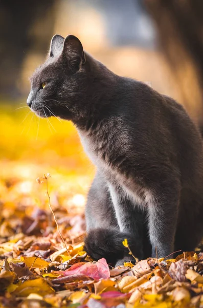 Sarı Sonbahar Arka Planında Gri Kedi Profili — Stok fotoğraf