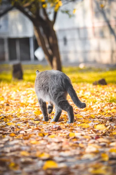 Gray cat goes on leaves on a yellow autumn background