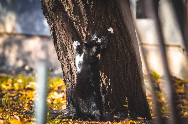 Black White Cat White Socks Stretches Full Growth Tree — Stock Photo, Image