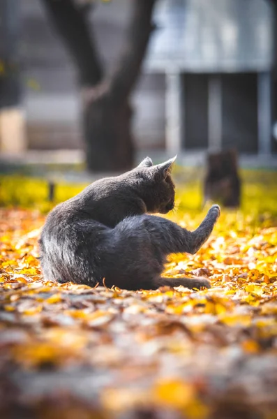 Gray Cat Washes Profile Yellow Autumn Background — Stock Photo, Image