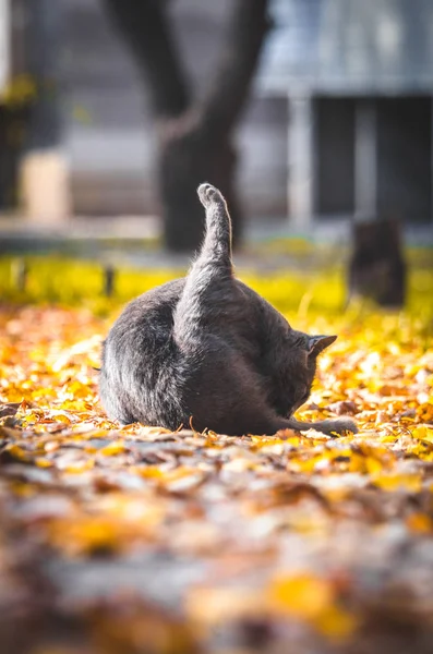 Szary Kot Podniósł Swoją Tylną Łapę Środku Drogi Pokrytej Pomarańczowymi — Zdjęcie stockowe