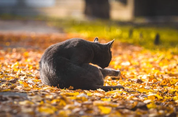 Szary Kot Myje Się Środku Drogi Pokrytej Pomarańczowymi Liśćmi — Zdjęcie stockowe