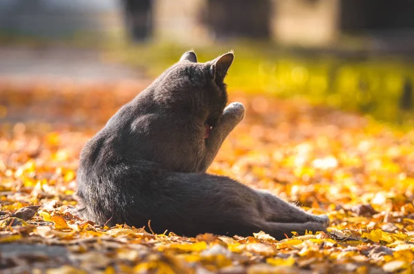 Gri kedi turuncu yapraklarla kaplı bir yolun ortasında yıkanır.