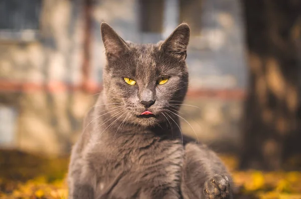Portrait of a gray cat with tongue
