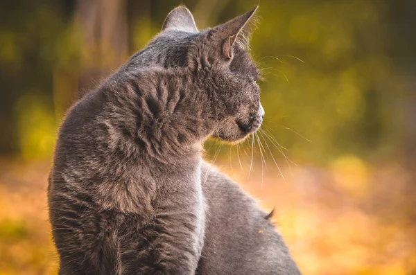 Porträt Einer Grauen Katze Profil — Stockfoto