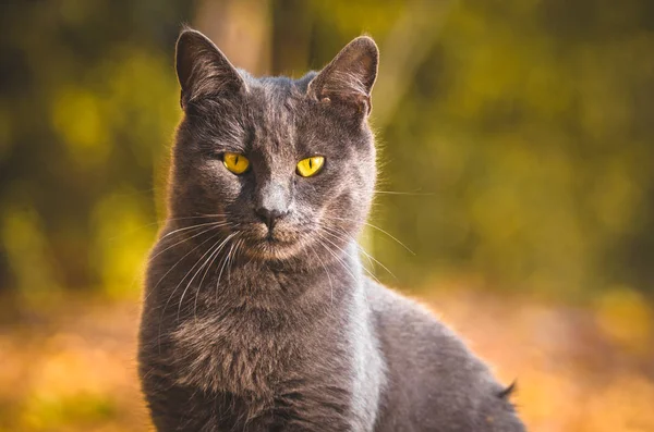 Portrait Gray Cat — Stock Photo, Image