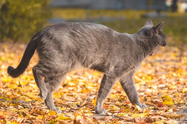 Gray Cat Yawns Full Length Photo Cat Standing Leaves — Stock Photo, Image